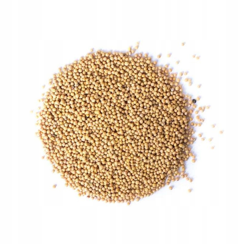 

Gorczyca biała nasiona Sinapis alba 500 g