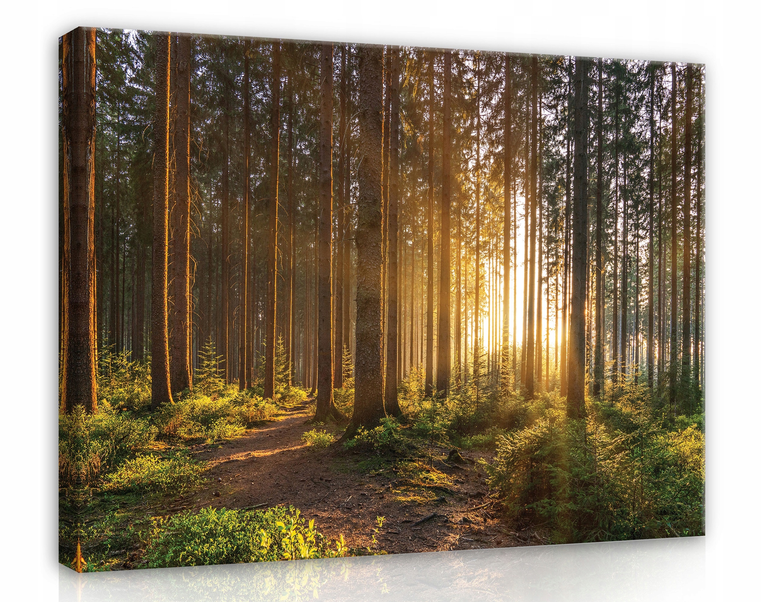 Obraz Na Plátně Canvas 80x60 Les Stromy Slunce