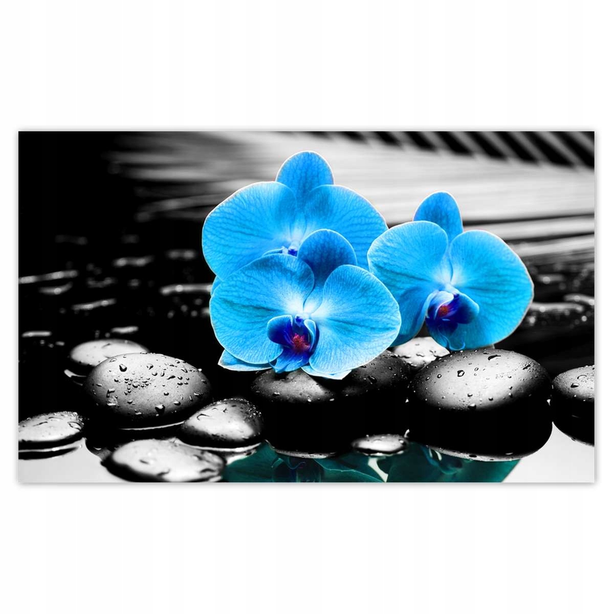 Fototapety 416x254 Modrý orchidej