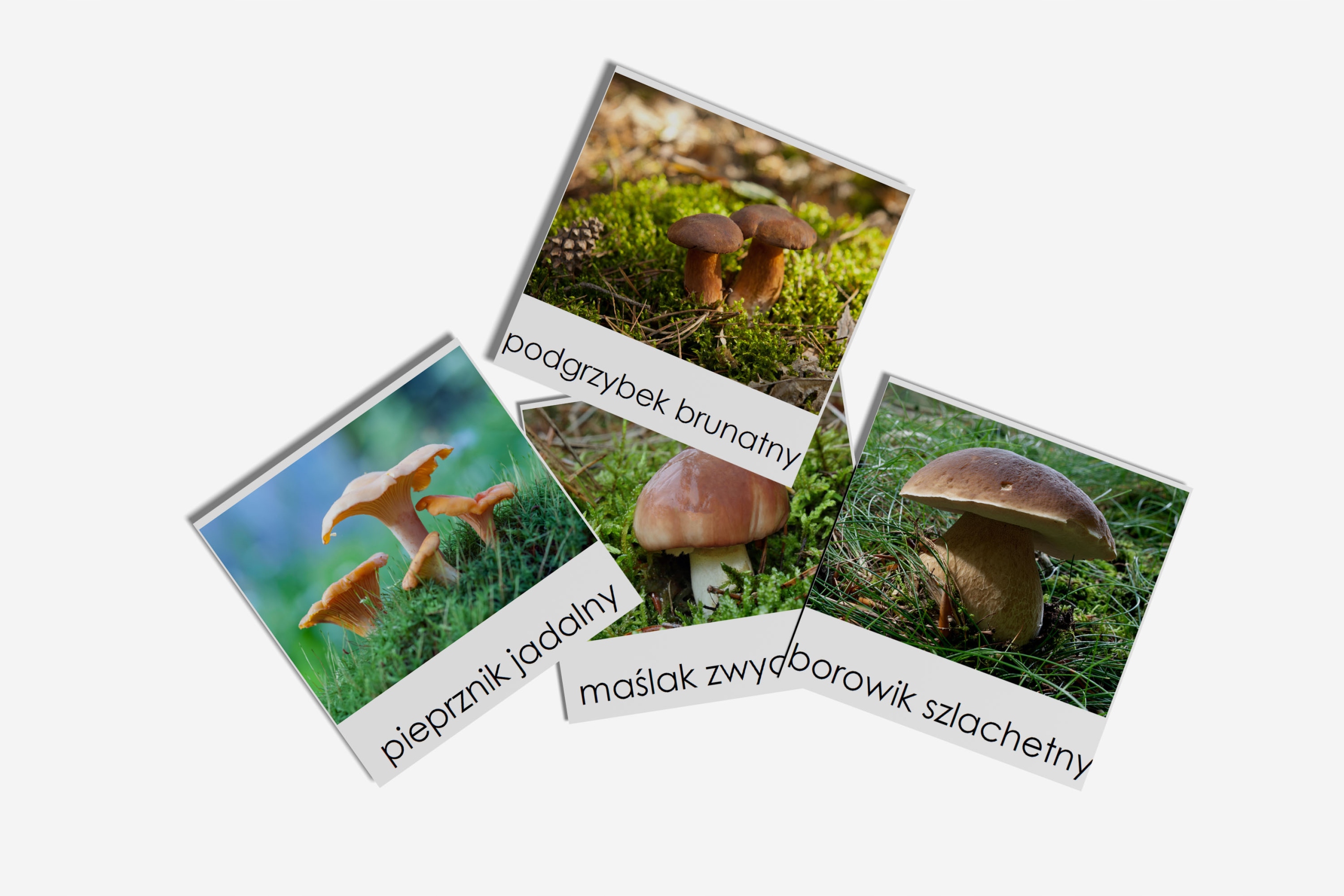 

Karty trójdzielne Grzyby Jadalne Montessori 16kart