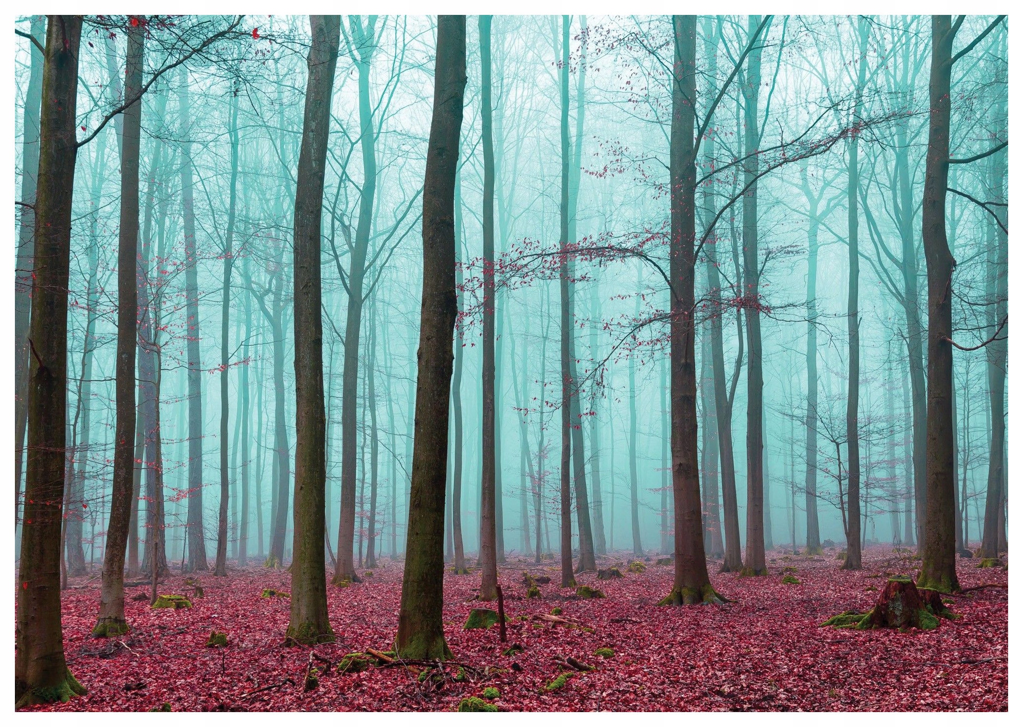 Fototapeta Hmlistý les stromy vinylová príroda 208x146 lepidlo