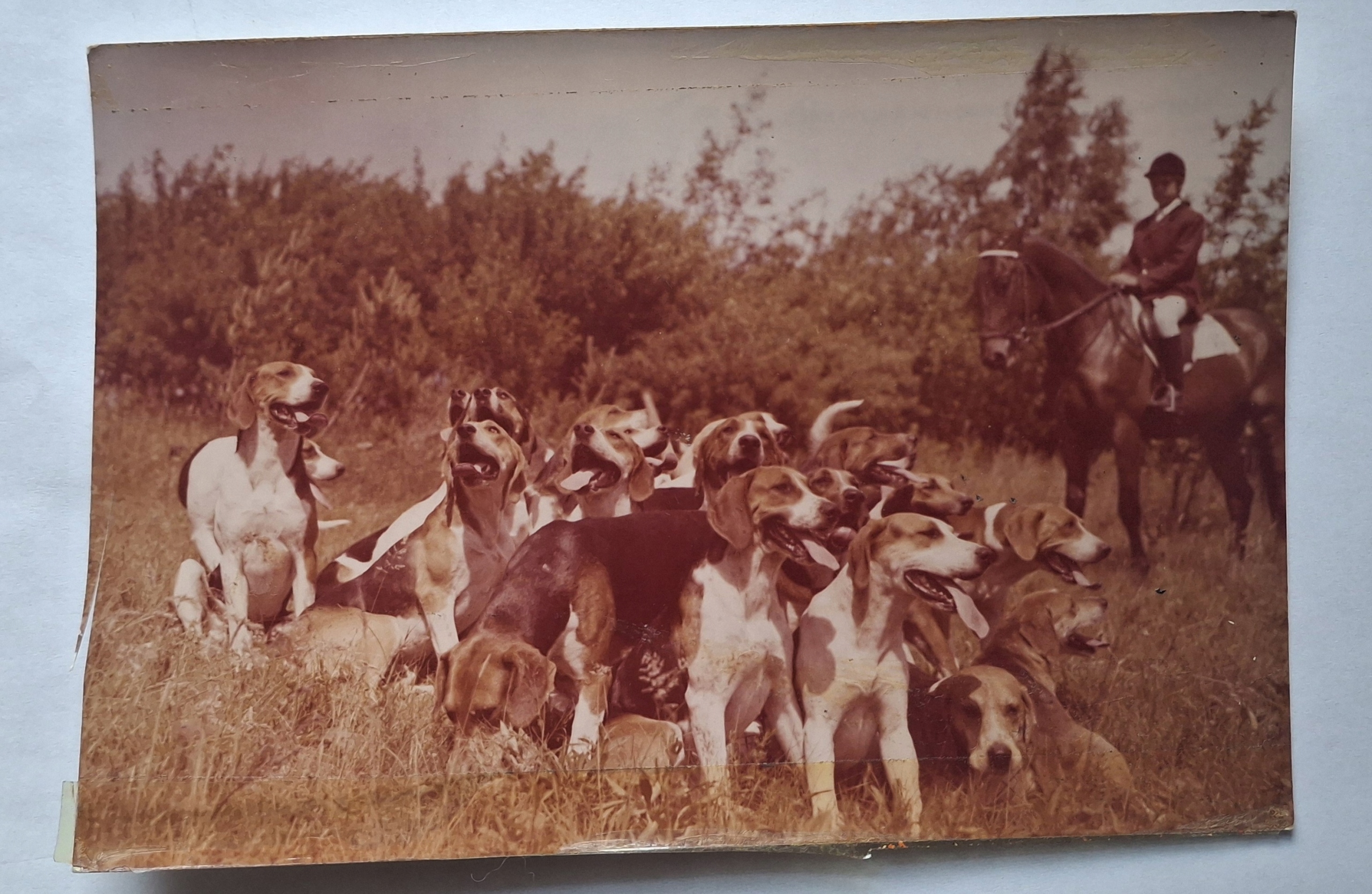 PAŃSTWOWE STADO OGIERÓW W BIAŁYM BORZE-SFORA PSÓW GOŃCZYCH