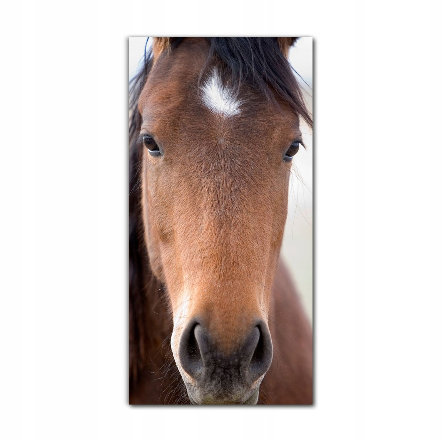 

Foto-obraz szklany do salonu 70x140 Konik brązowy