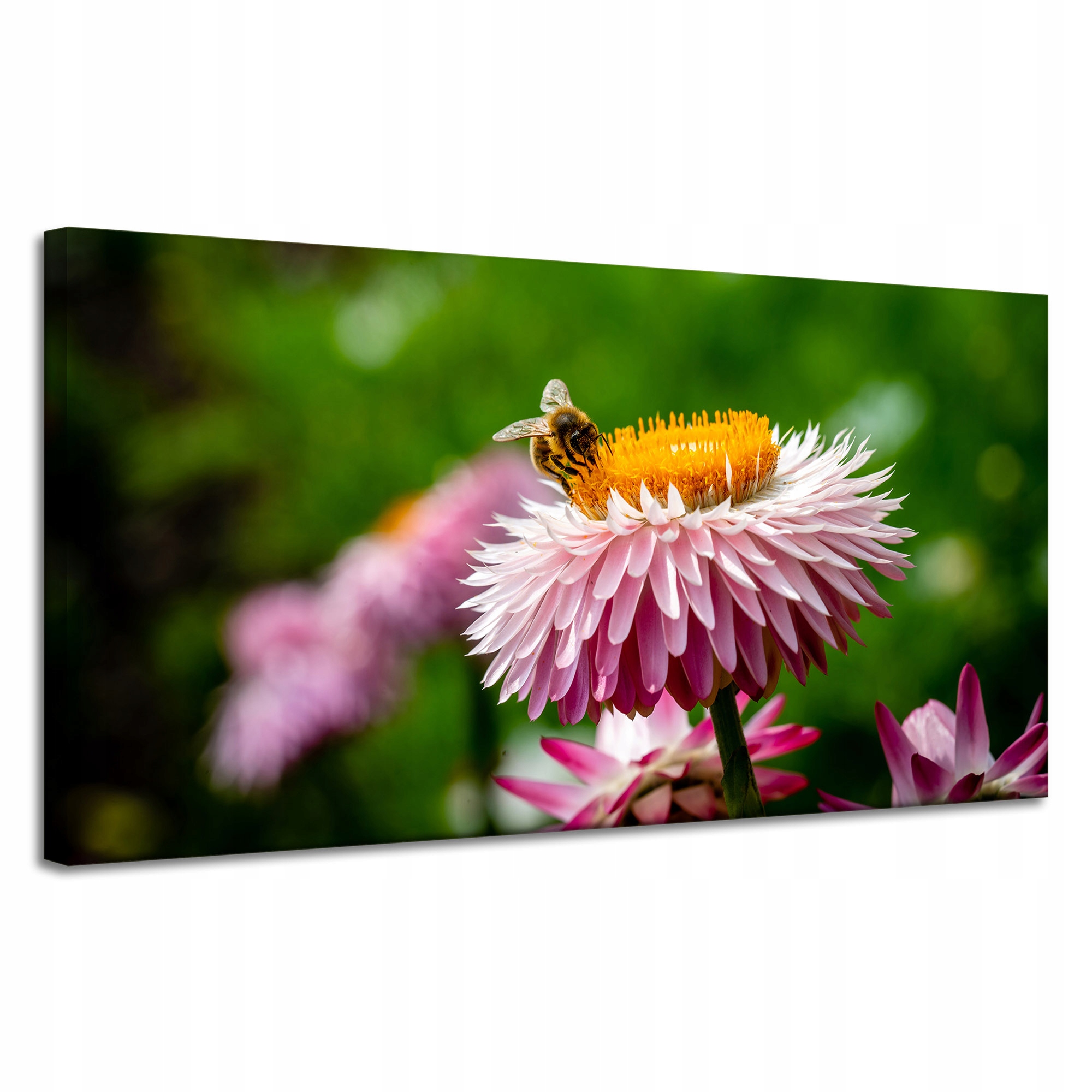 Obraz Canvas Botanika Stokrotka s včelou 120x60
