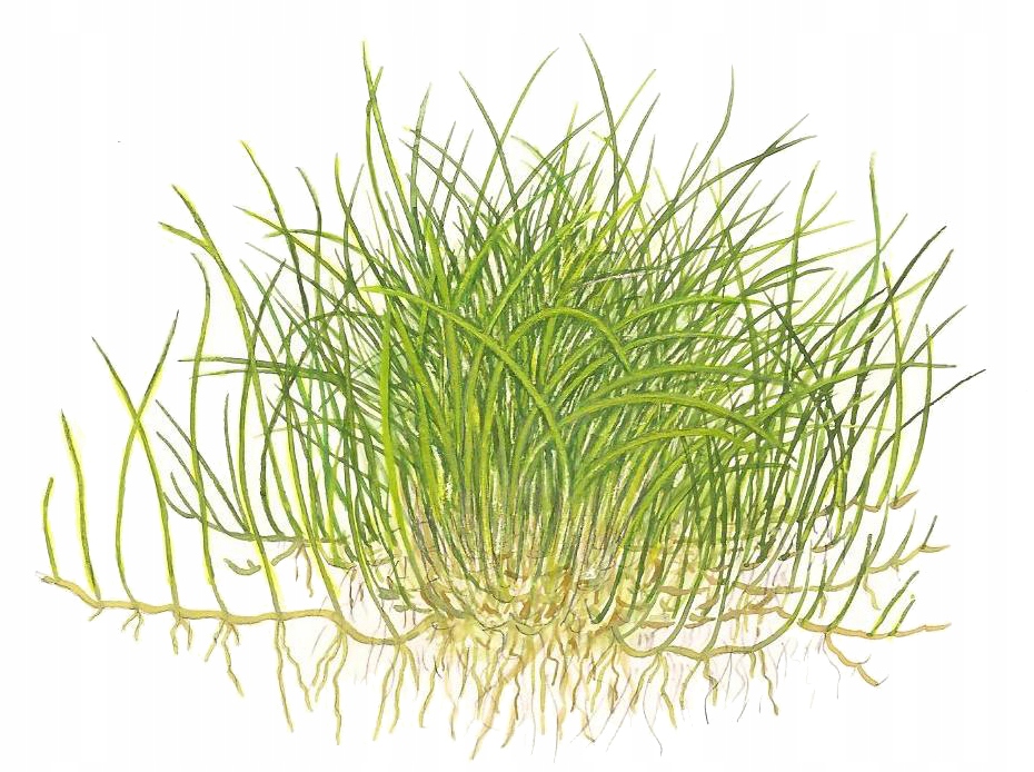 Eleocharis pusilla (acicularis Mini) (in-vitro) puszka 7cm TROPICA 12GROW