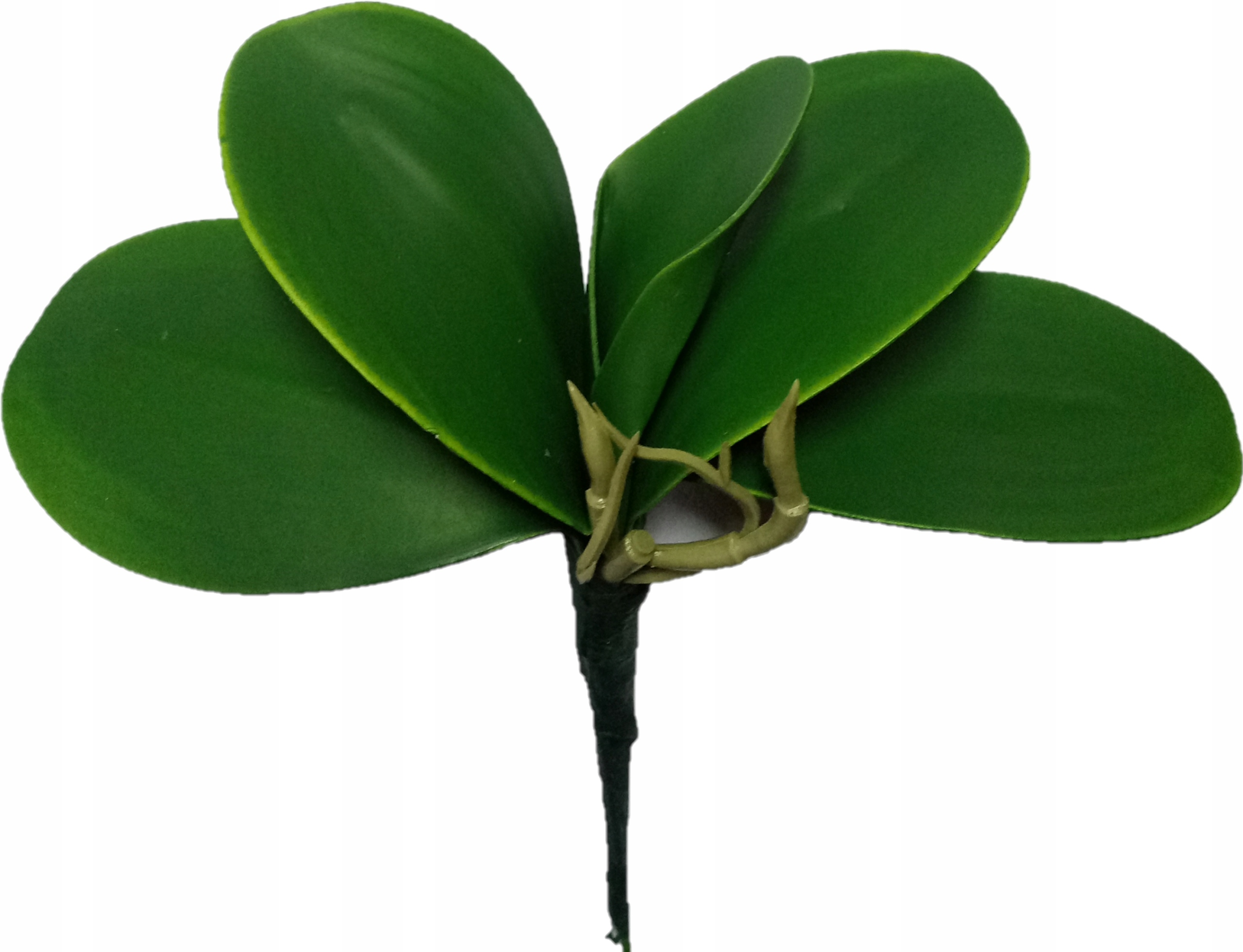 

Storczyk Liść Sztuczny Z Korzeniami Jak Żywy Pik