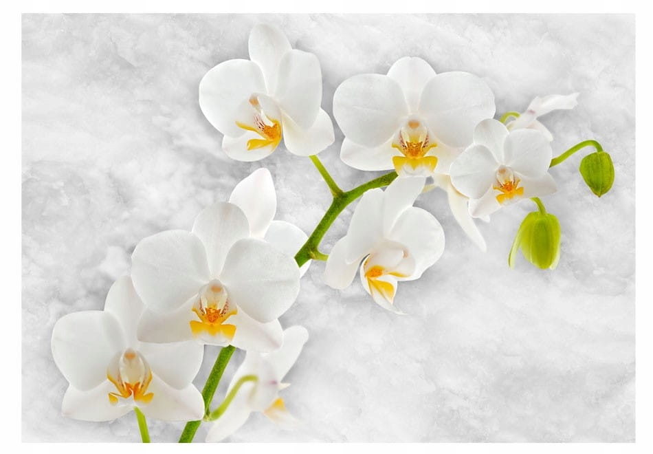

Fototapeta - Liryczna orchidea - biel - 250X175