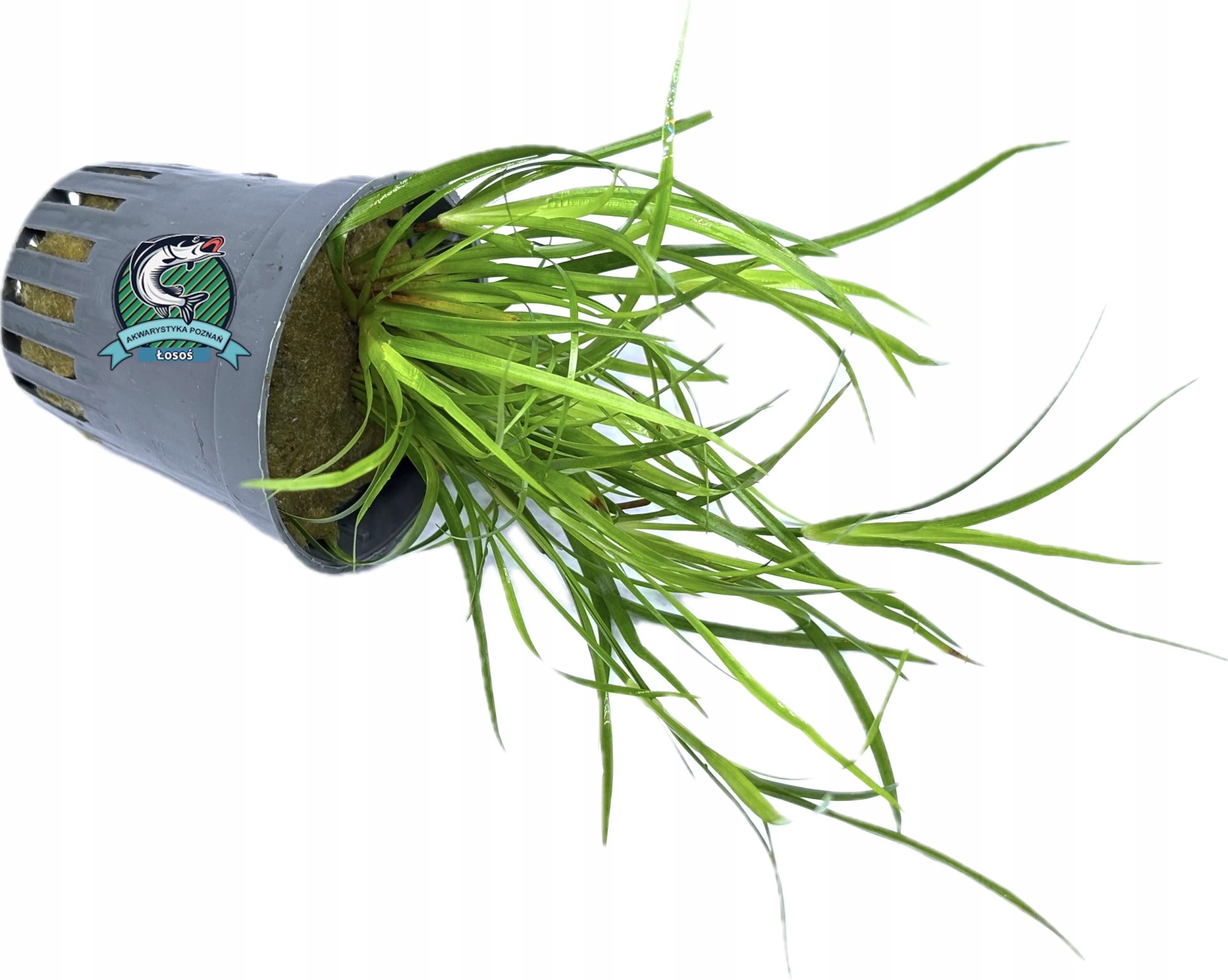 Juncus repens [koszyk]
