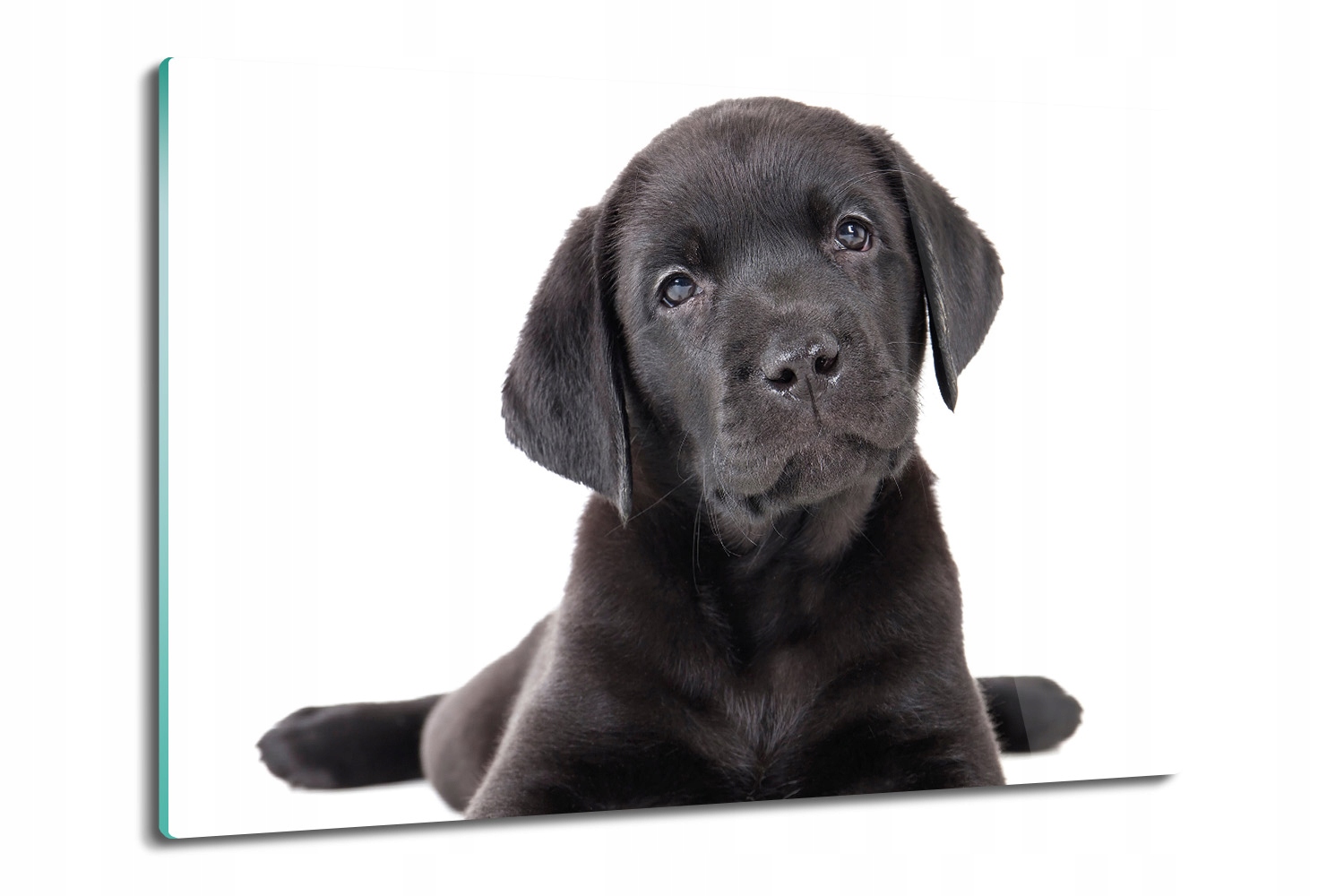 skleněná obdélníková deska Labrador štěně 80x52