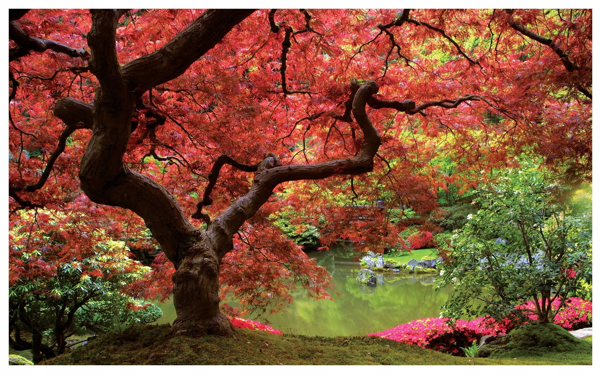 Fototapeta Japonská zahrada na podzim Klony Jezero Relaxace 254x184 lepidlo