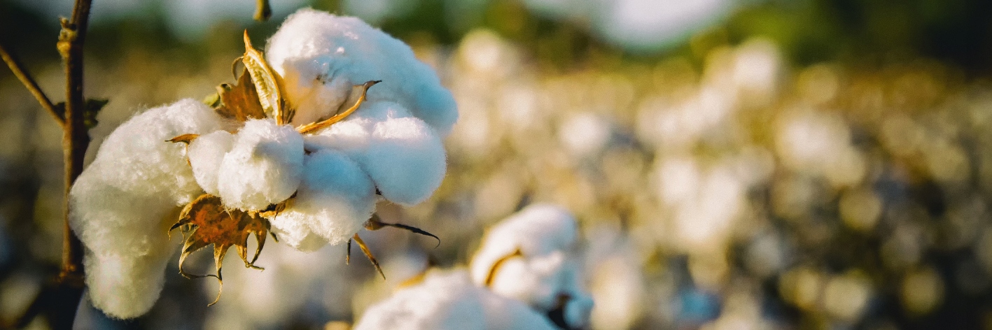 Kołdra 180x200 cm 100% bawełna GOTS naturalna Kolor dominujący ecru