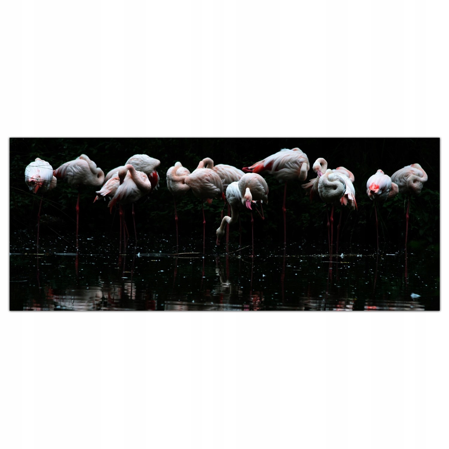 

Obraz na szkle Foto Flaming Ptak Zwierzę 125x50