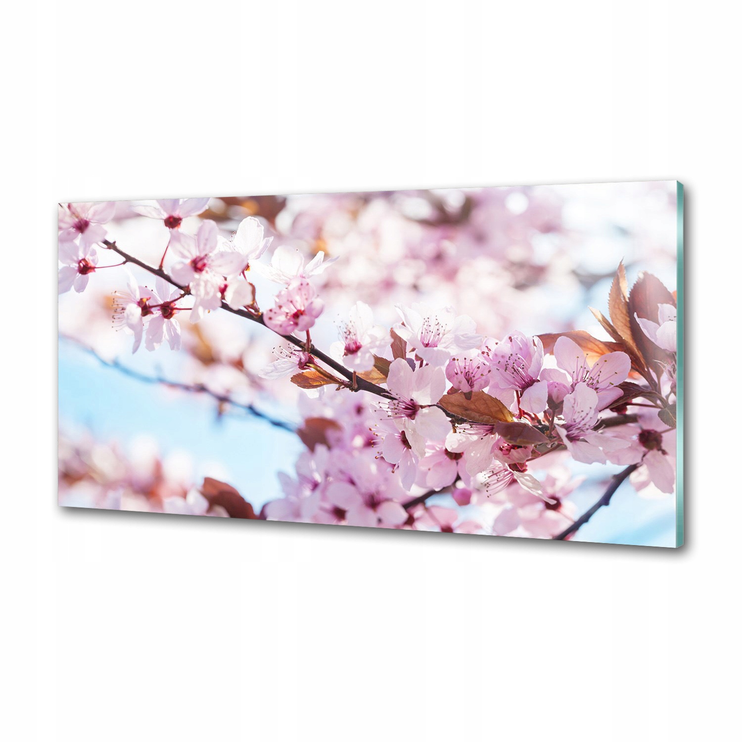 Panel dekor sklo Kvety čerešní 100x50 cm Lepidlo