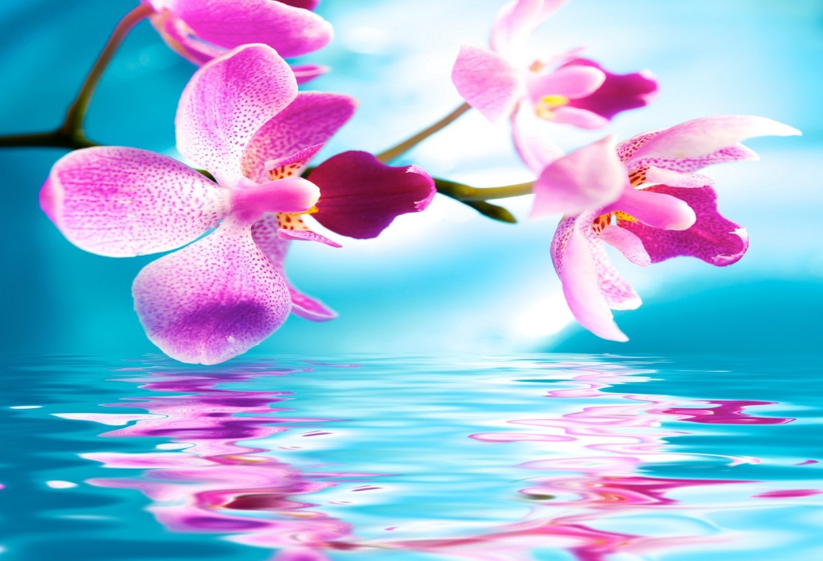 

Fototapeta Flizelinowa Orchidea Woda - 104x70