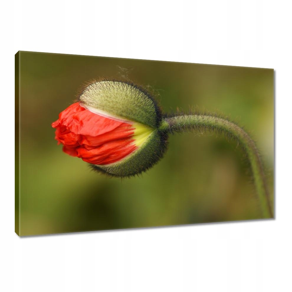 

Obrazy 90x60 Mak Maki Kwiaty Kwiatki