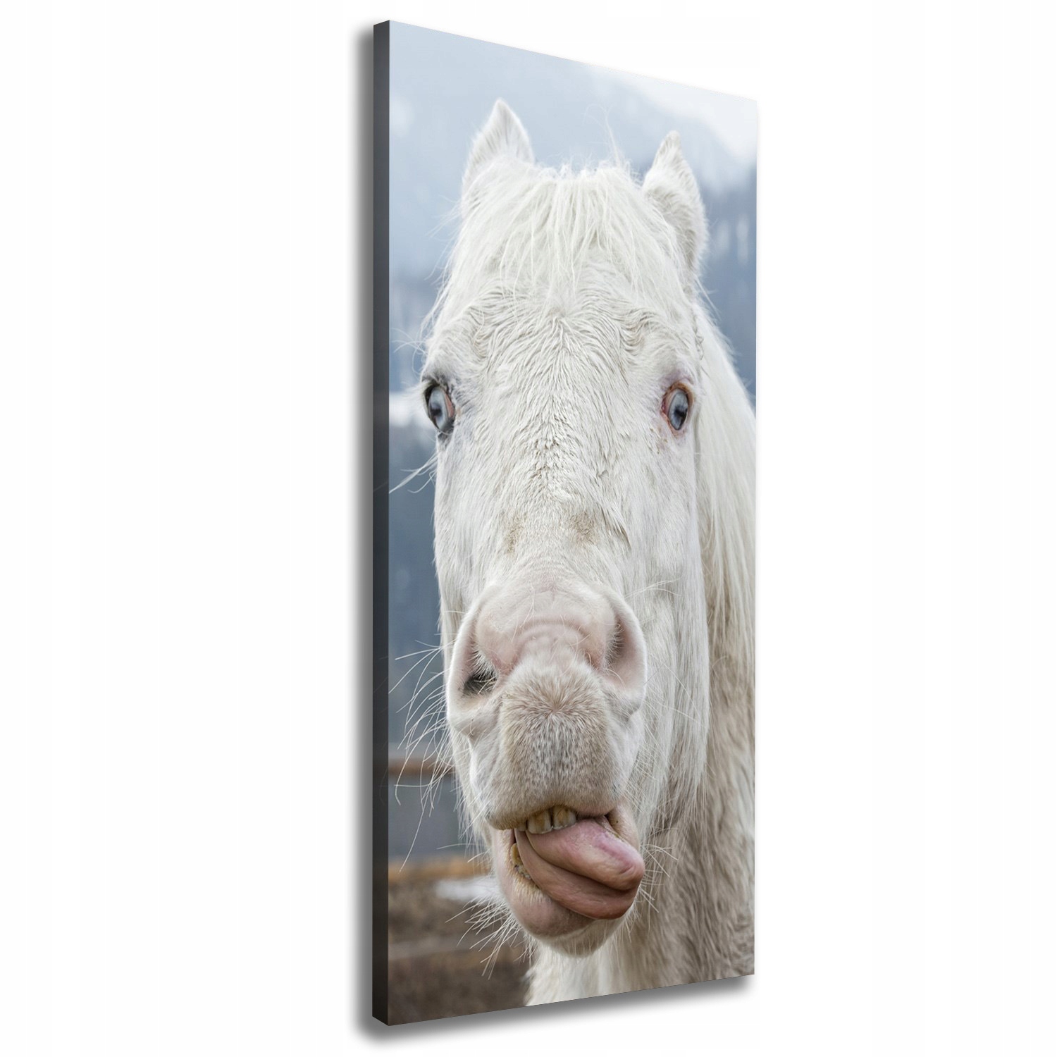 

Foto obraz na płótnie Szalony biały koń 50x125 cm