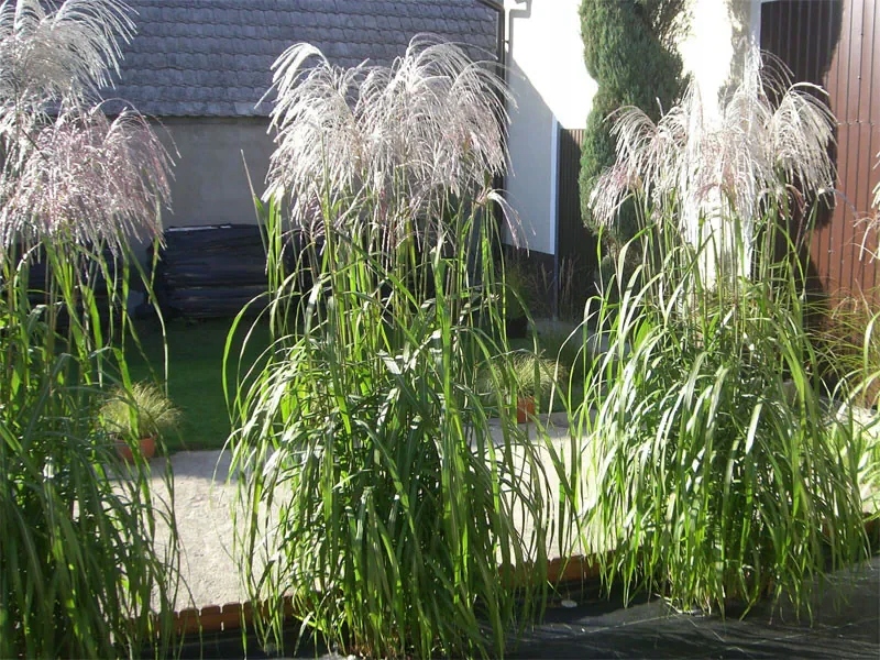 Miskant Memory poj. P12