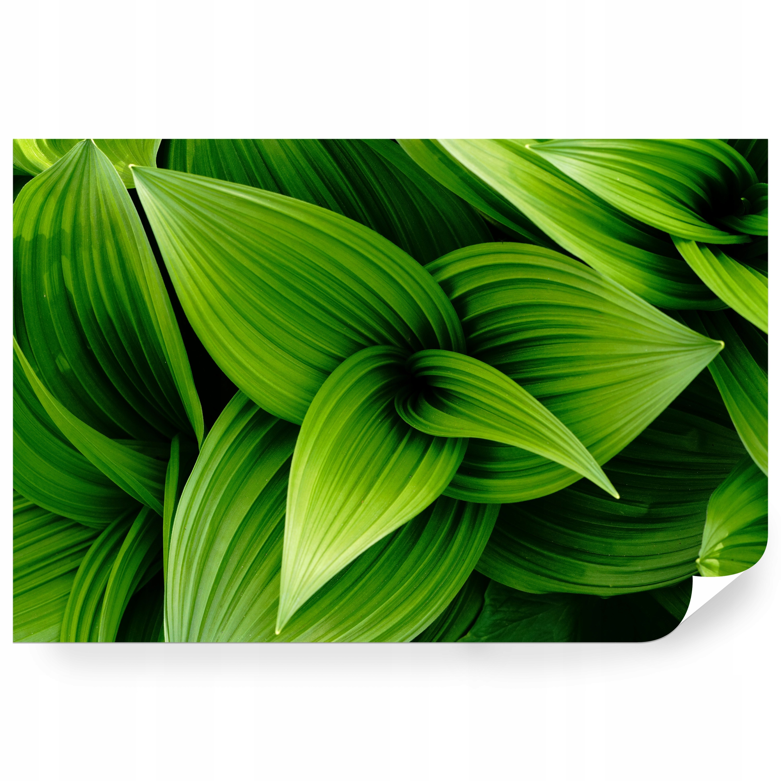 Fototapeta samolepicí Botanický Vzor Zelených Listů 368 x 254 cm