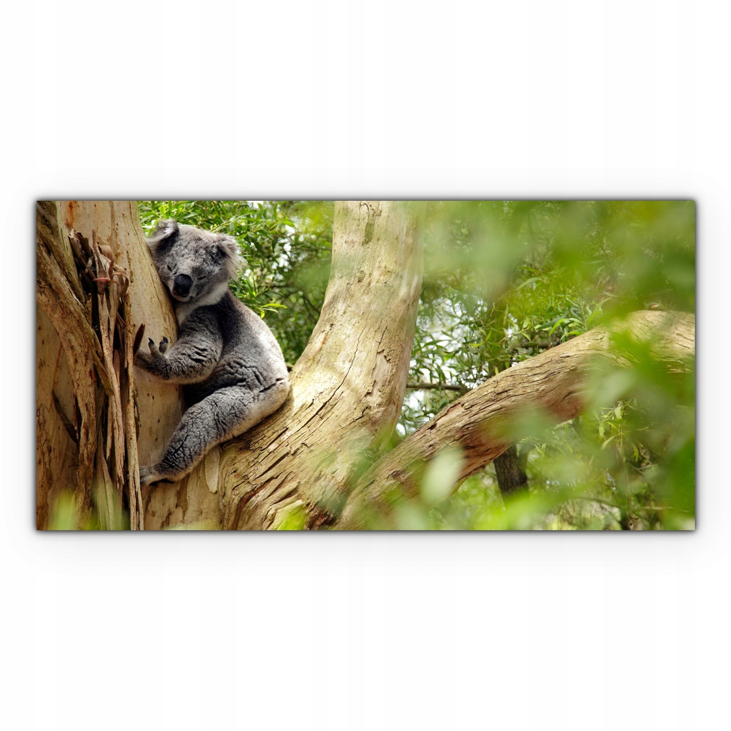 

Obraz Canvas dekoracja 140x70 Miś Koala Niedźwiedź