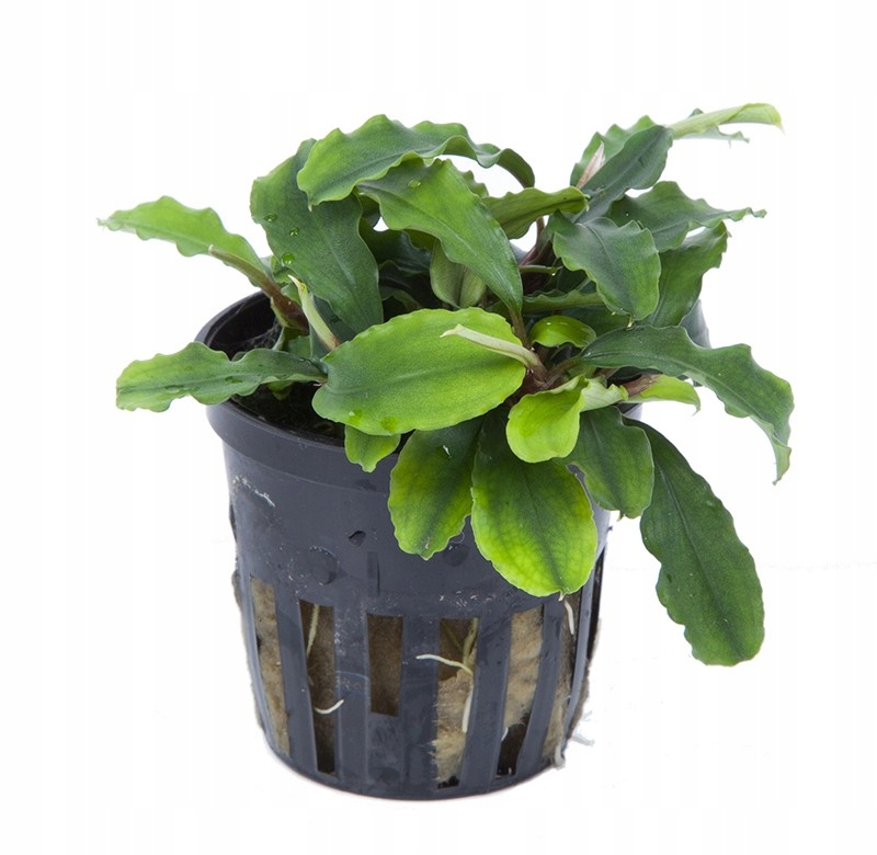 Bucephalandra pygmaea Bukit Kelam koszyk Tropica