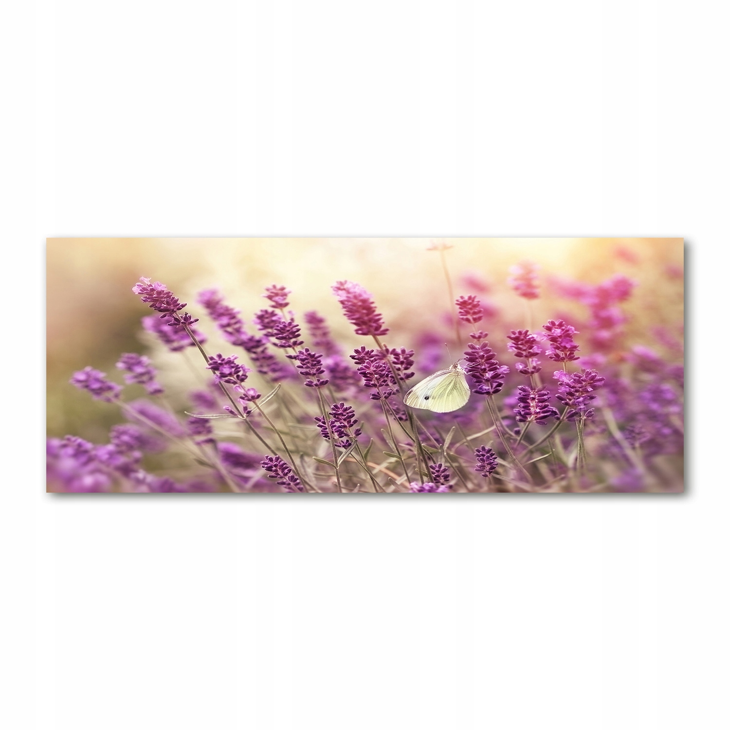 

Foto obraz duży akryl nowoczesny Lawenda 125x50cm