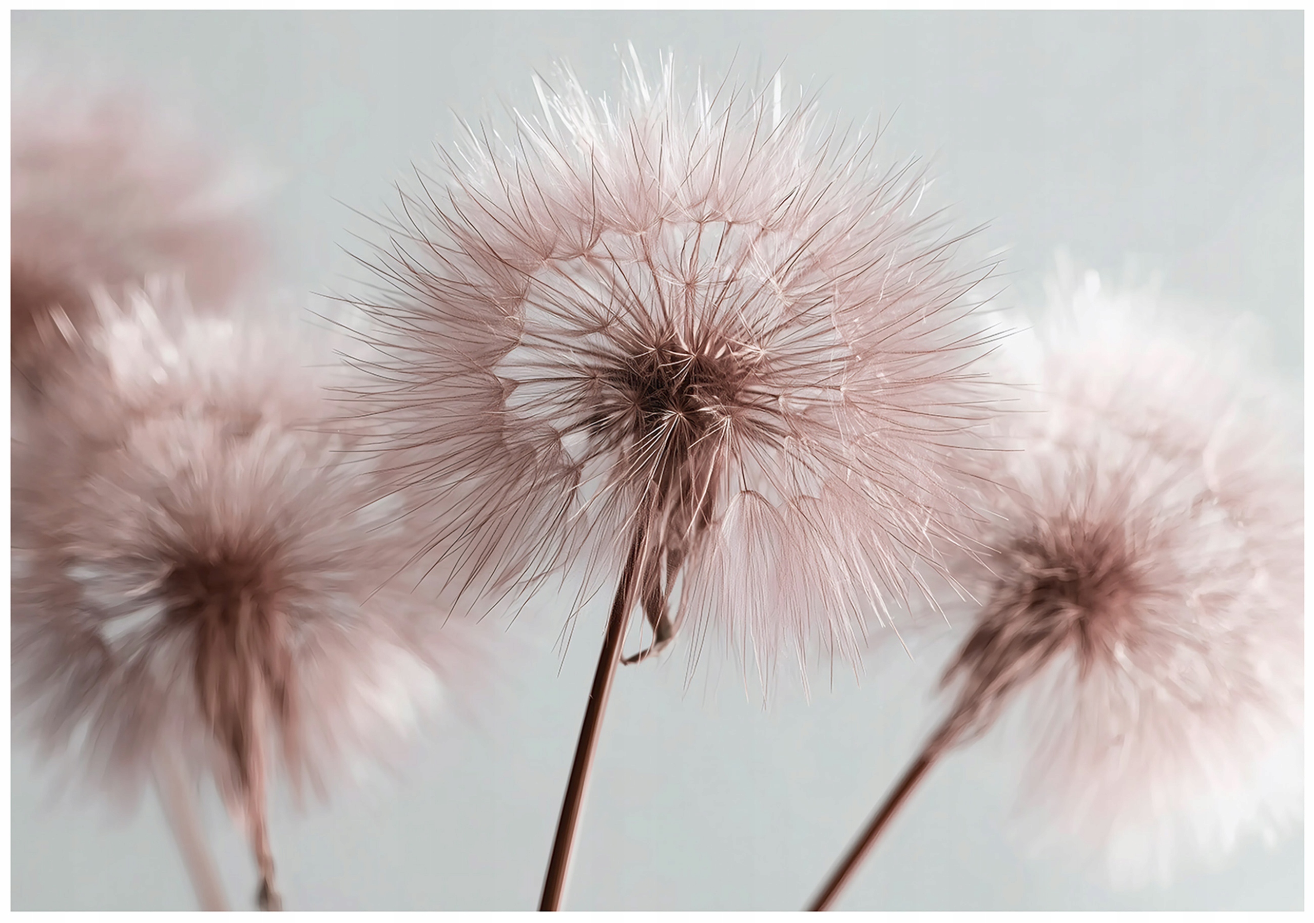 Fototapeta Dúchadlá Boho Natura Róž Na Stenu Spálňa Obývacia Izba 400x280