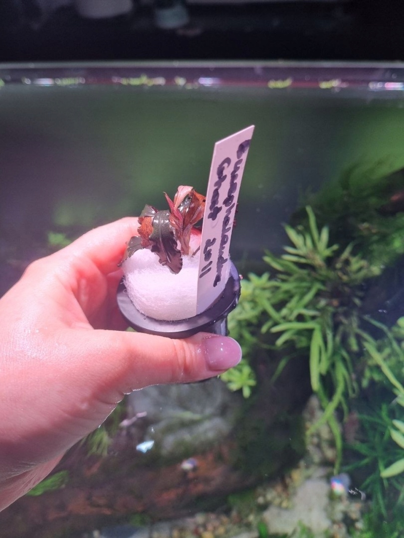 Bucephalandra Ghost 2011 unikat - koszyk