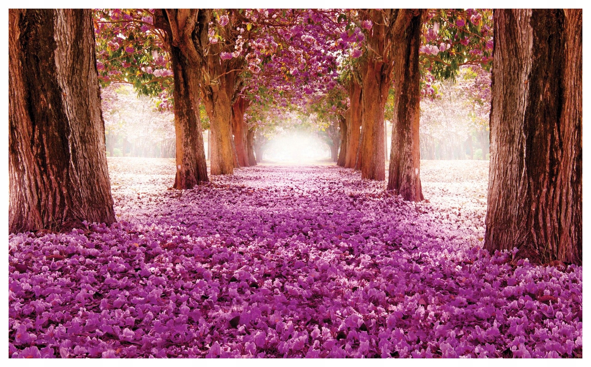 Vliesová fototapeta Ružová aleja kvitnúce stromy cesta 416x254 lepidlo