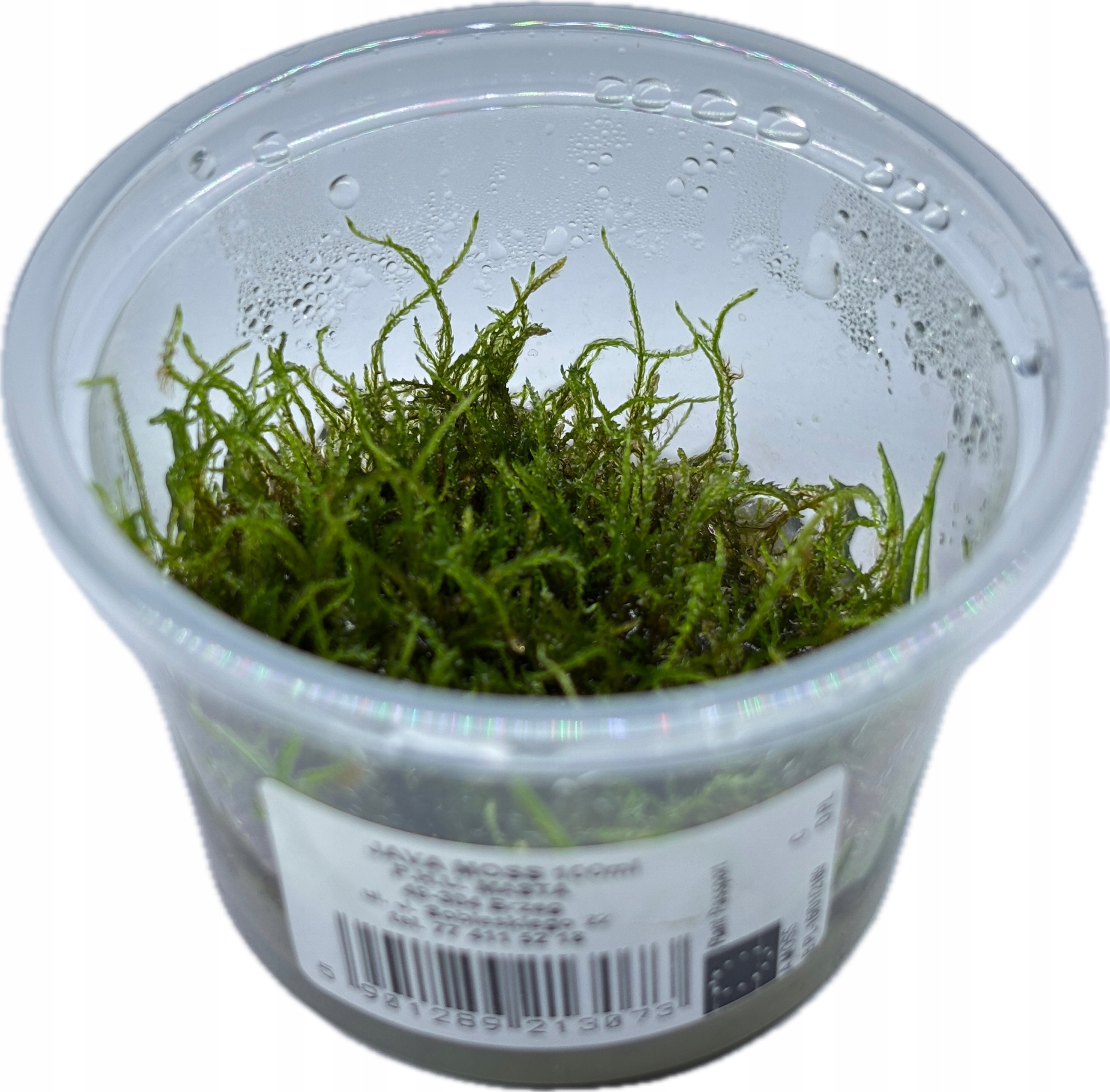 Mech Taxiphyllum barbieri 'Java Moss' [porcja in vitro 100 ml]