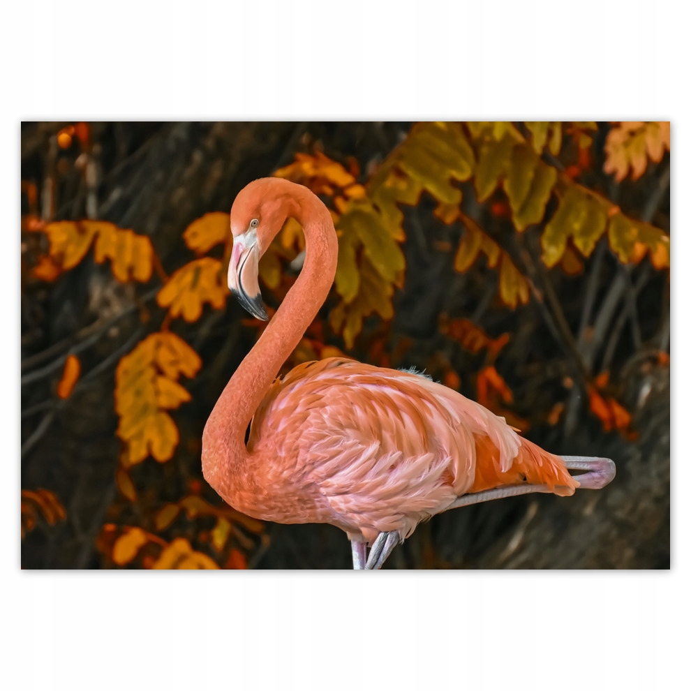 Fototapety flizelina 368x254 Piękny flaming