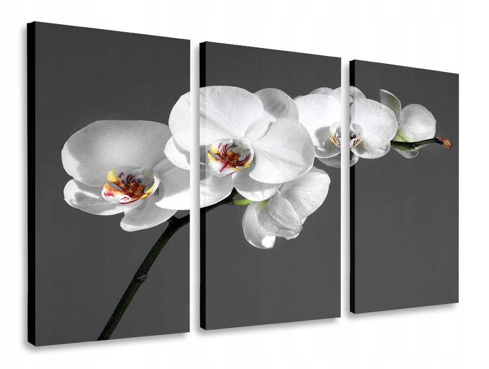 Obraz Triptych Orchidej Bílý Triptych 165x100