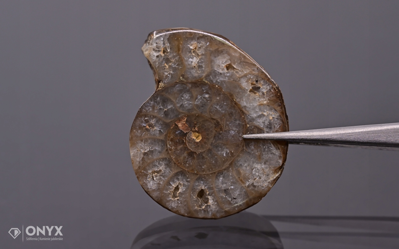 Amonit z Madagaskaru nepravidelný 33x26 mm