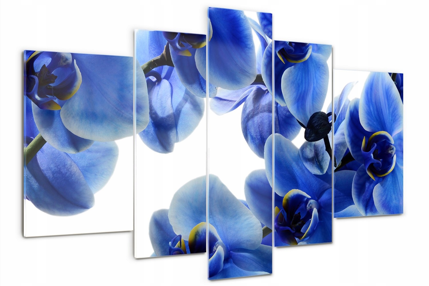 

Foto Obraz szklany tryptyk Niebieska orchidea