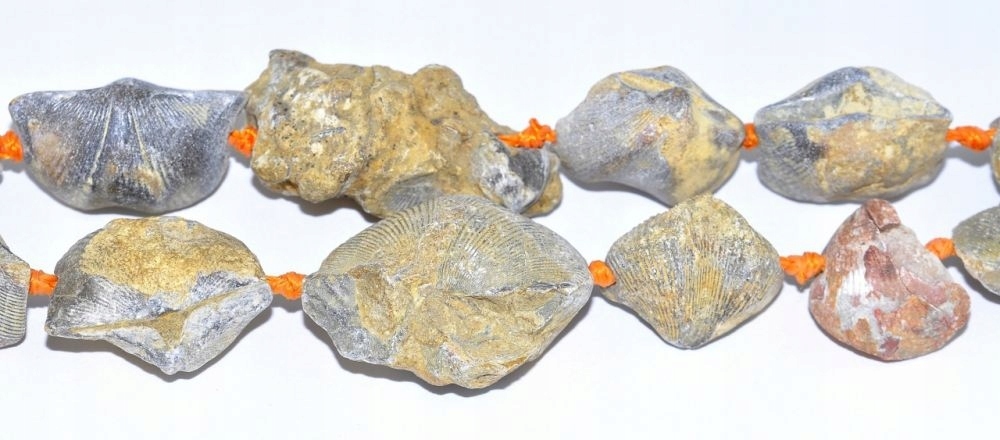 Zkamenělá mušle odstupňovaná 16x13 mm-38x31 mm