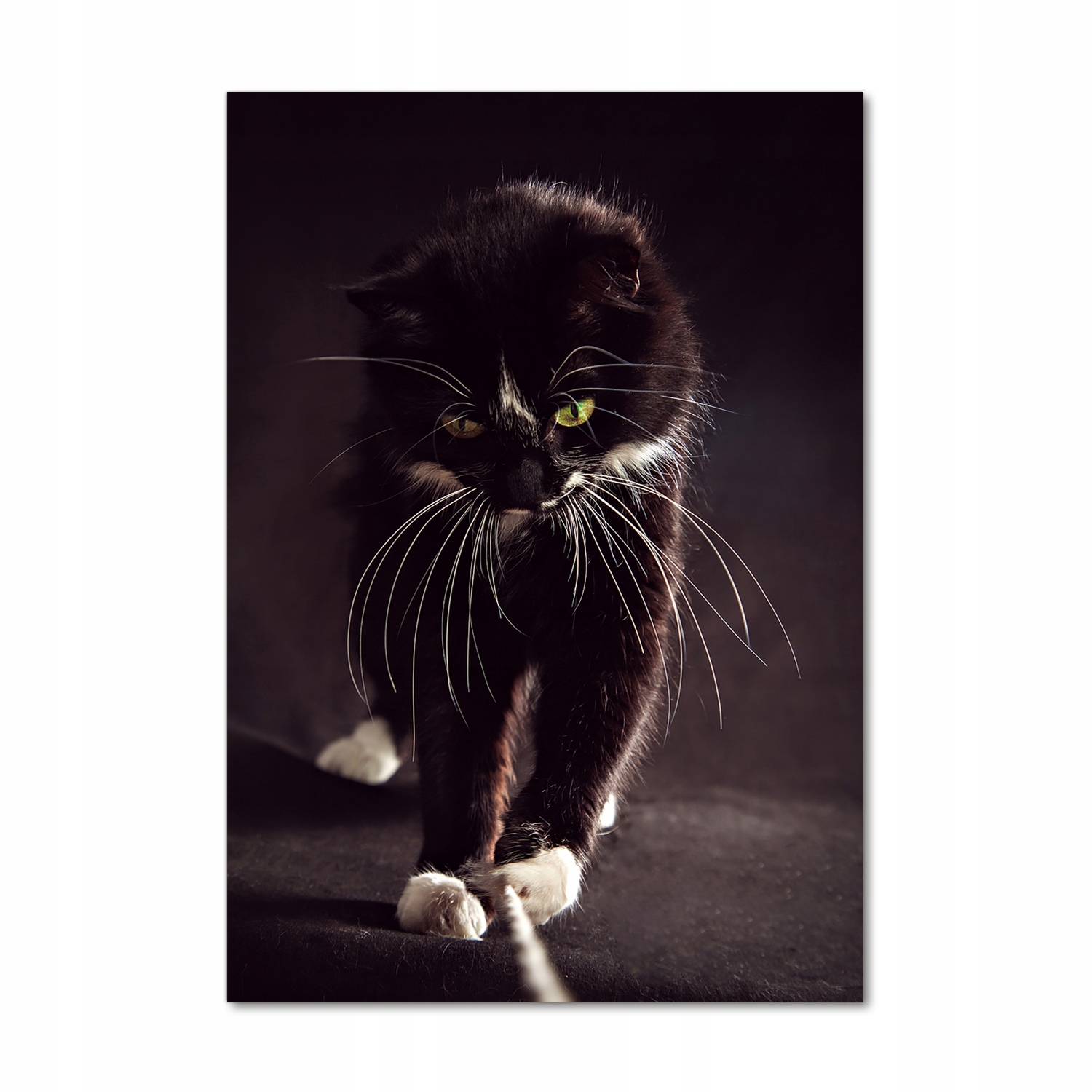 

Foto obraz akrylowy na ścianę Czarny kot 70x100cm