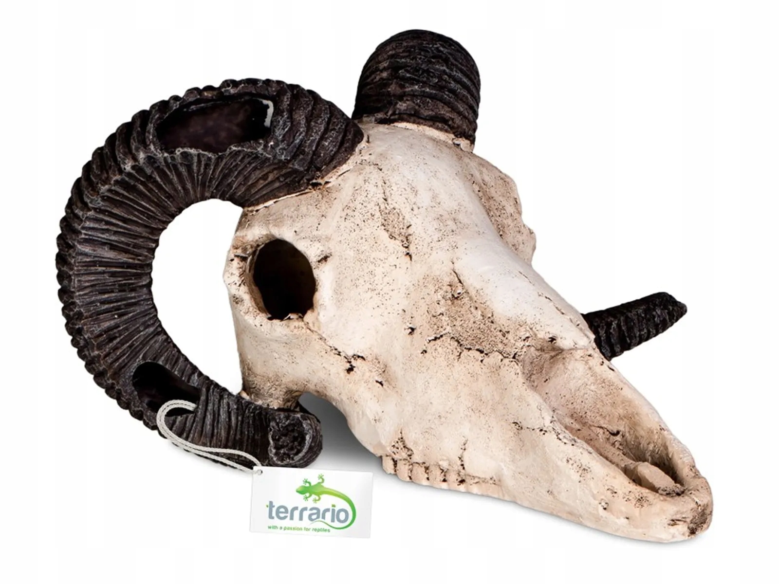 Levně Lebka berana do terária 19x16x11 cm Ram Skull Terrario