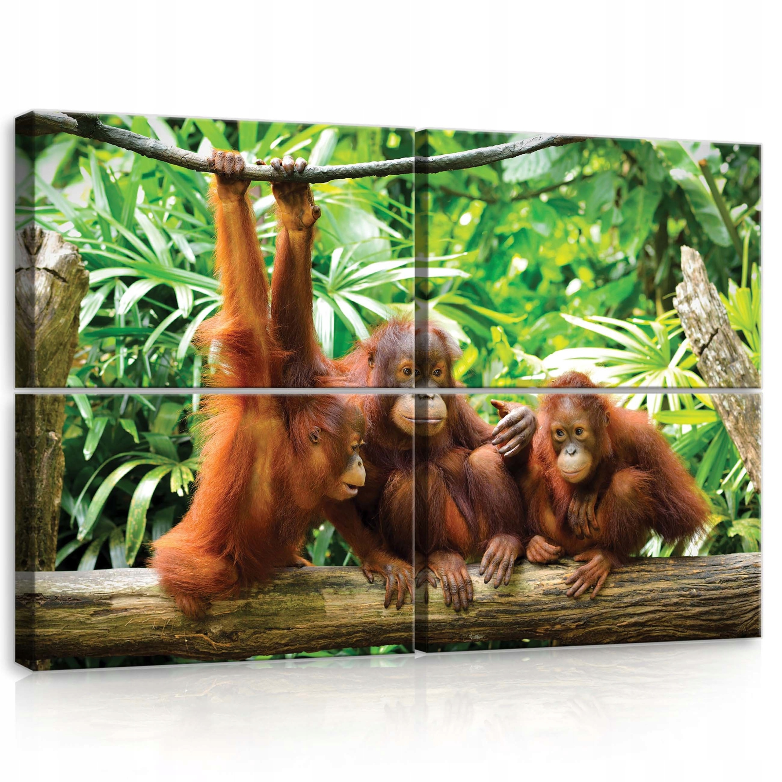 Obraz 120x80 Orangutani opice džungle příroda les zvířata na plátně