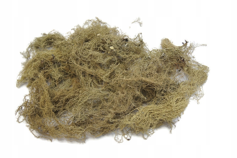 

Kozia broda, porost 25 g #SpidersFactory