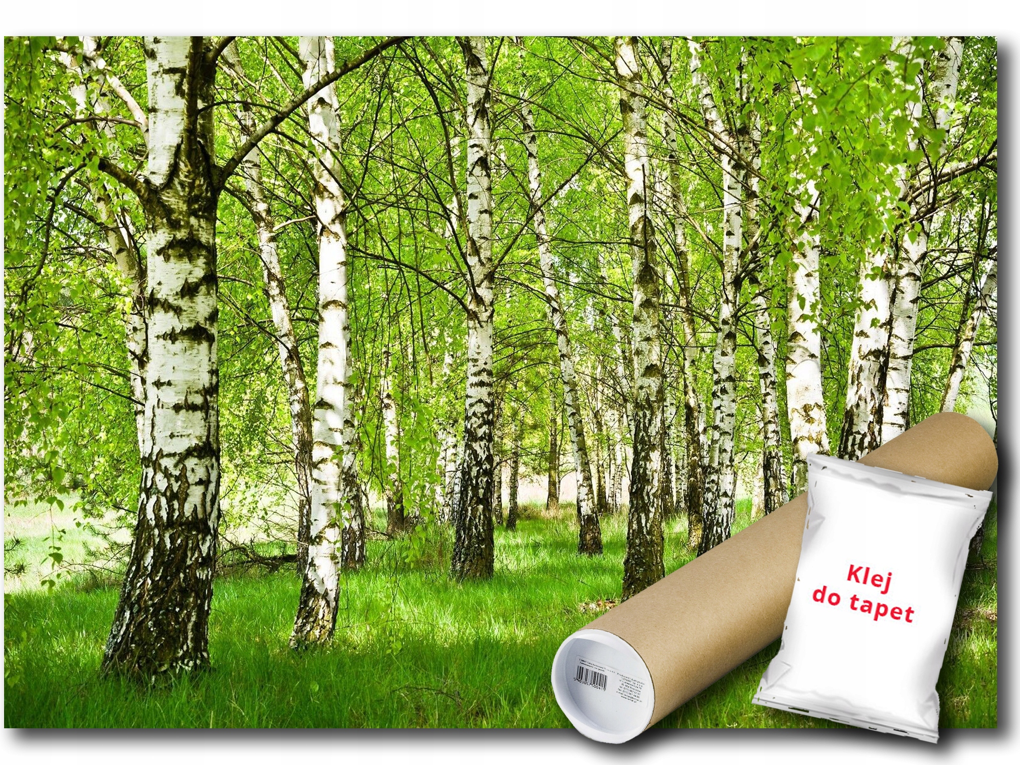 Vinylová Fototapeta Les Stromy Břízy 152x104