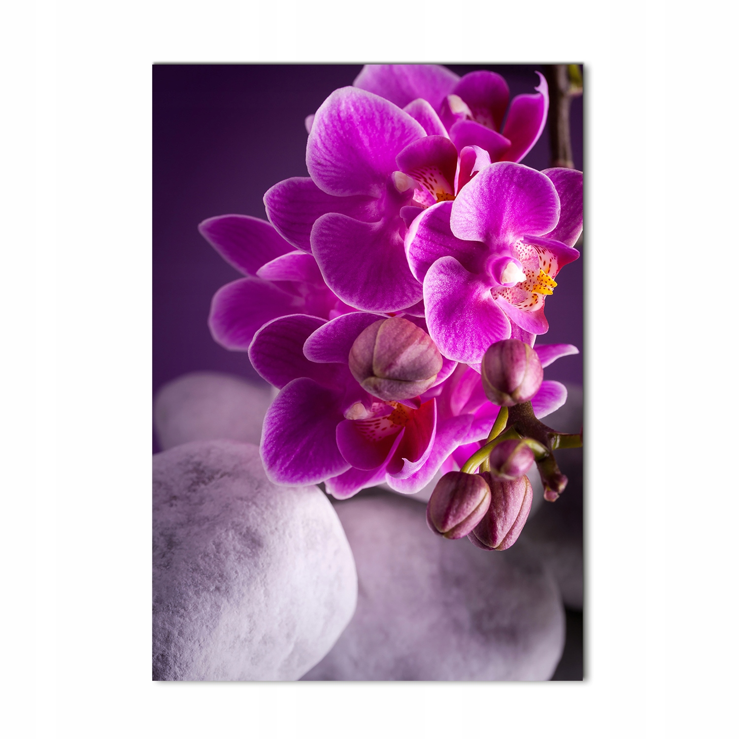 

Foto obraz szkło akrylowe Różowa orchidea 70x100cm
