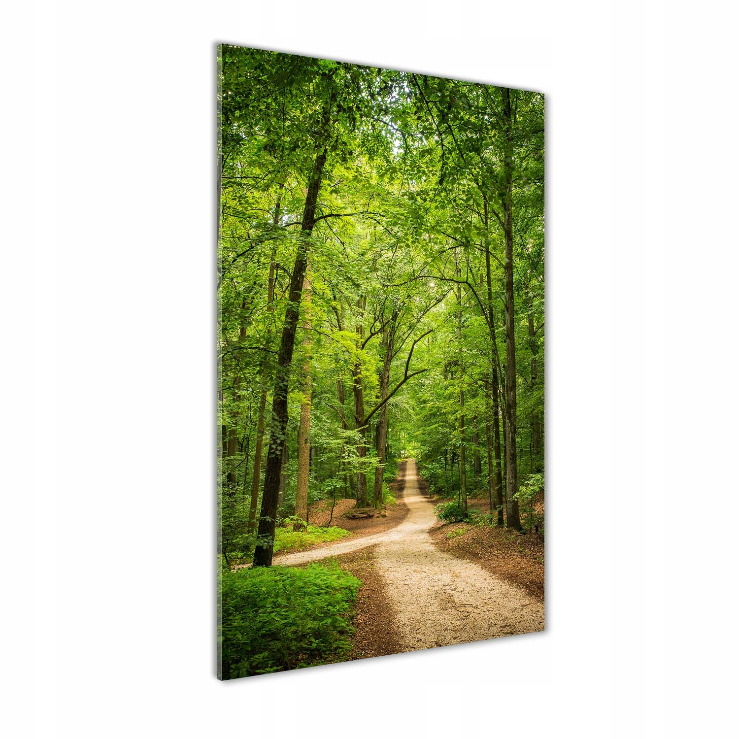 

Foto obraz na szkle pionowy Ścieżka w lesie 50x100