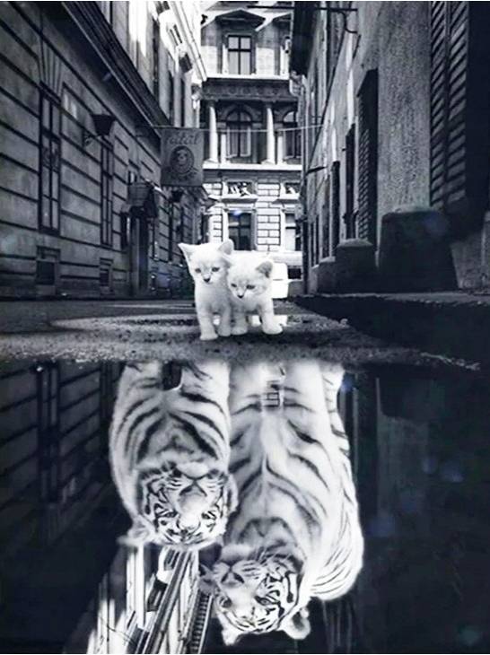 Obraz diamantová výšivka kočka tygr pes lev odraz