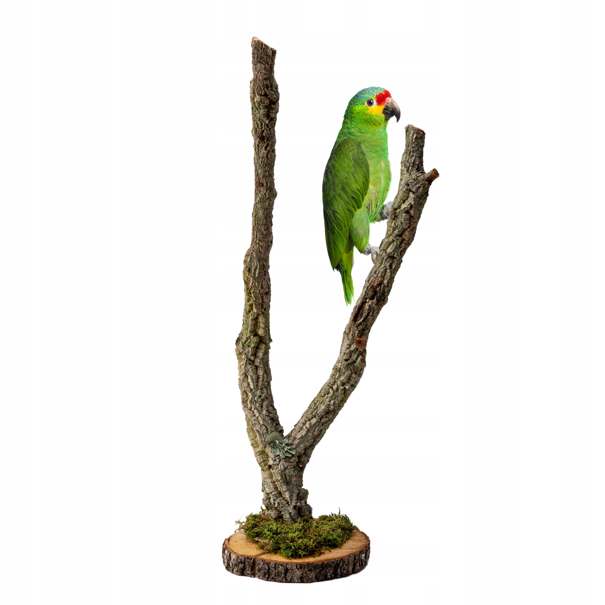 Levně BioCork Tree Stromek na podstavci z větví korkového dubu pro papoušky 60cm