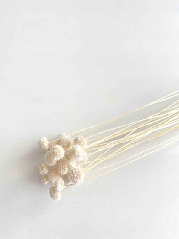 

Amarelino krem suszone kwiaty Miła Odmiana