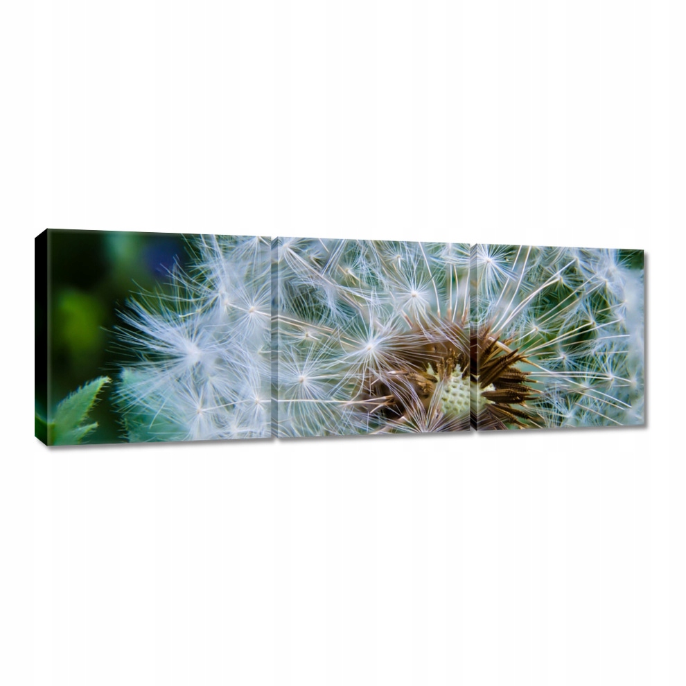 

Obrazy 60x20 Dmuchawiec Kwiat Kwiatki