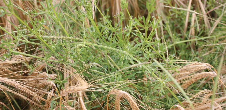 ROUNDUP NA CHWASTY ORYGINALNY BAYER 1L Rodzaj środka inny