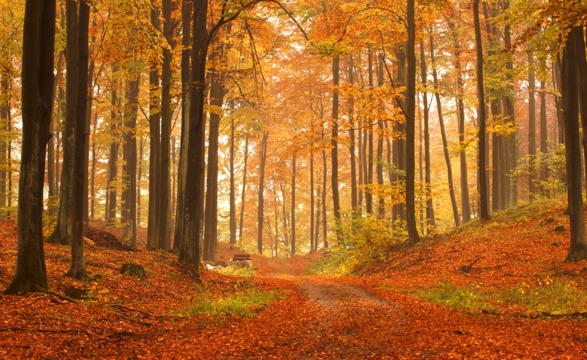 

Fototapeta Flizelinowa Las jesienią 416x254