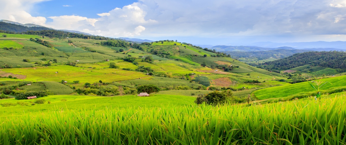 

Fototapeta Flizelinowa Pole ryżowe 250x104
