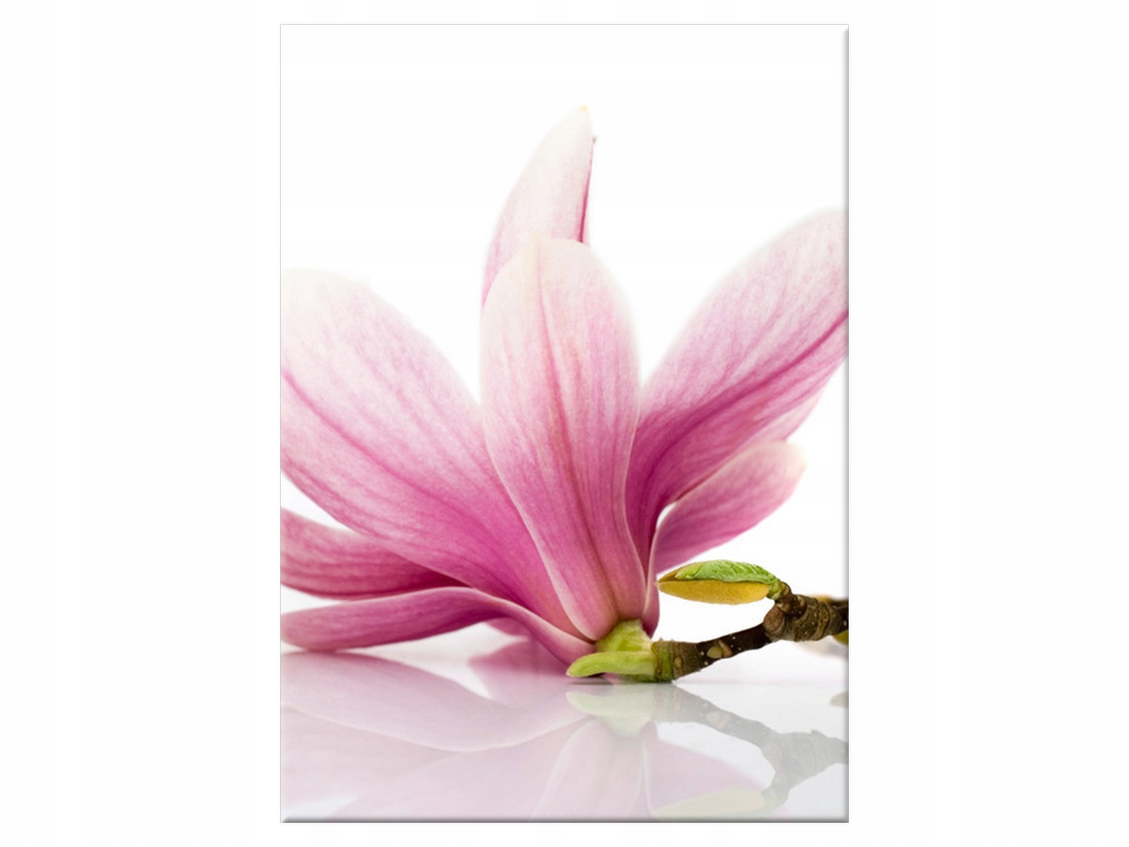 

Obraz Różowe magnolie 50x70 Kwiaty Magnolie salon