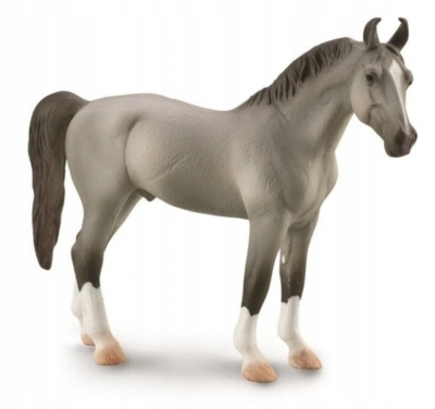 

Koń Marwari Stallion szary